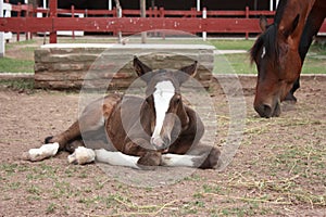 Young foal laying down