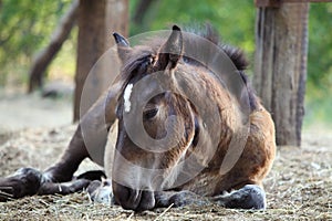 Young foal lying on the ground. Animal of farm