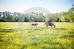 Young Foal and Mother Horse