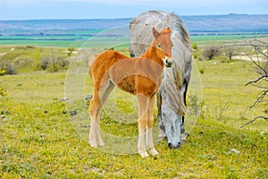 Young foal with mother horse grazing in the meadow