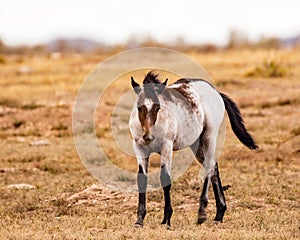 Young foal among the prairie dog mounds