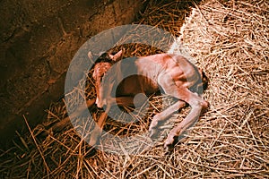 Young foal rests in stable