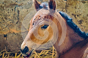 Young foal rests in stable