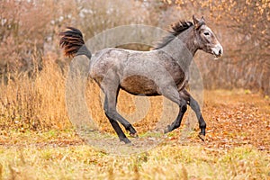 Young foal running free