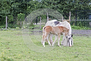 Young foal standing with his grazing mother