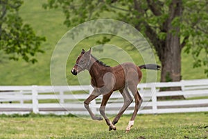 Young Foal Tests Out His Legs