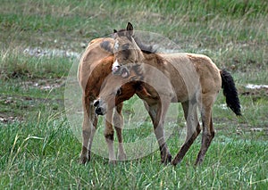 Young foals frolic in the steppe.