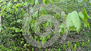 Young foliage of beech tree in spring