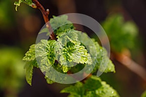 Young foliage of currant bush with water drops macro photography.