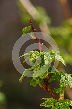 Young foliage of currant bush with water drops macro photography.