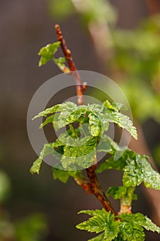 Young foliage of currant bush with water drops macro photography.