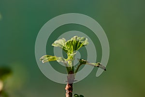 Young foliage of currant bush with water drops macro photography.