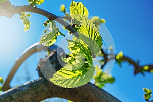 Young foliage on a tree branch against a blue sky with beams of the sun