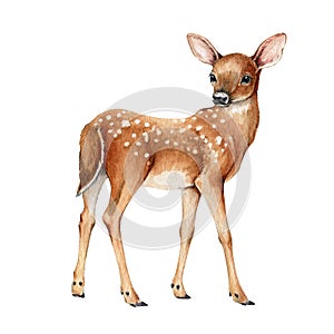 Young forest deer. Beautiful fawn image. Watercolor bambi illustration. Wild young deer animal with white back spots