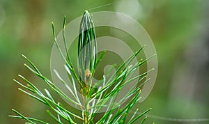 Young forest. Growth up. Green, juicy pine. Fresh sprout. Pine needle leaves close-up.