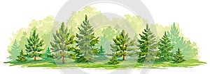 Young forest of pine and fir trees- vector graphic