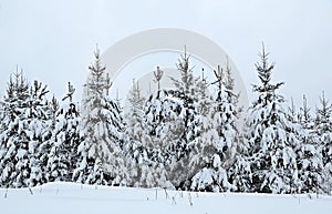 Young forest under heavy snow cover