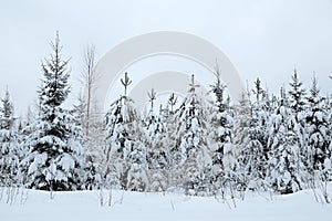 Young forest under heavy snow cover