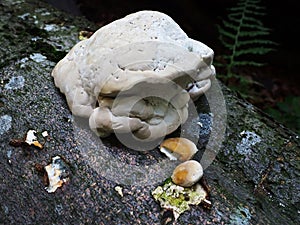 young formitopsis wooden mushroom forming on a trunk