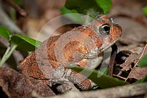 A young Fowler\'s Toad on the forest floor.