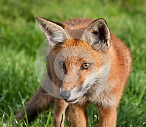 Young fox