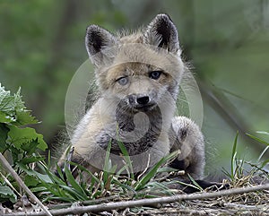 Young Fox