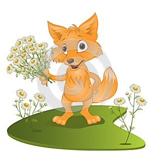 Young fox with a bouquet of camomiles