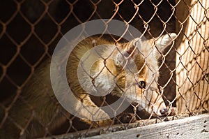 Young fox in a cage