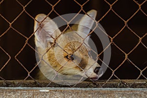 Young fox in a cage