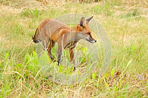 A young fox cub takes its first adventure