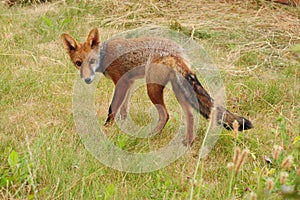 A young fox cub treads cautiously