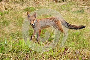 A young fox cub treads cautiously