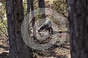 Young fox eating chicken