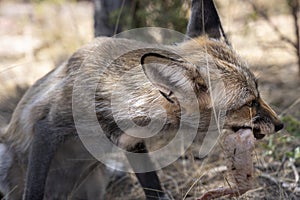 Young fox eating chicken