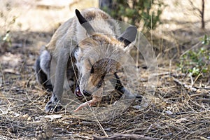 young fox eating chicken