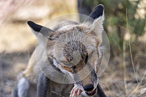 Young fox eating chicken