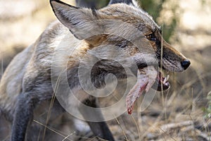 Young fox eating chicken