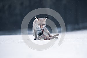 Young fox feed by rabbit