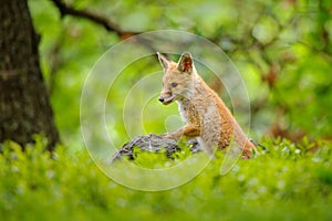 A young fox hatchling from a tall blueberry tree, standing on a lonely stone in a green spring forest