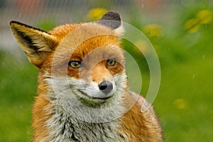 A young Fox head, looking straight ahead