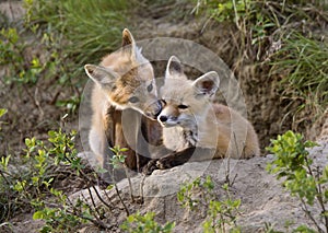 Young Fox Kit