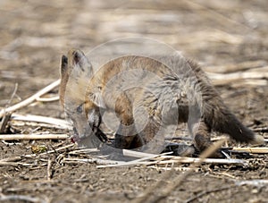 Young Fox Kit