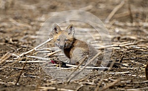 Young Fox Kit