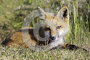 Young Fox laying in Field