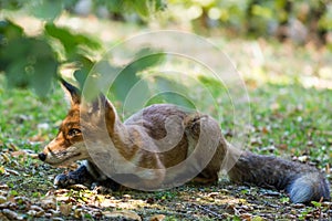 Young fox lying in the grass
