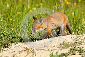 Young fox near the den