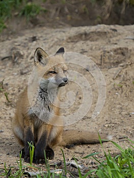 Young Fox