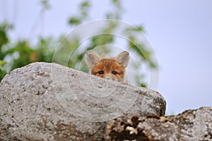 Young fox peeking