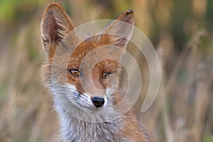 Young Fox Portrait