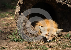 Young fox sleeping